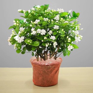 茉莉花苗盆栽带花苞九里香老桩驱蚊水培栀子花卉绿植物室内四季开