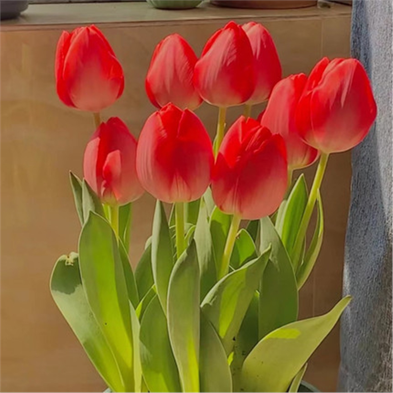 郁金香种球水培盆栽荷兰进口5颗球桌面植物花卉种子阳台耐寒好养