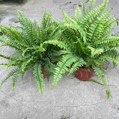 波士顿蕨盆栽垂吊驱蚊绿植