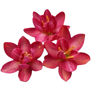 风雨兰大种球重瓣多季开花浓香葱兰韭兰石蒜盆栽阳台庭院花卉绿植