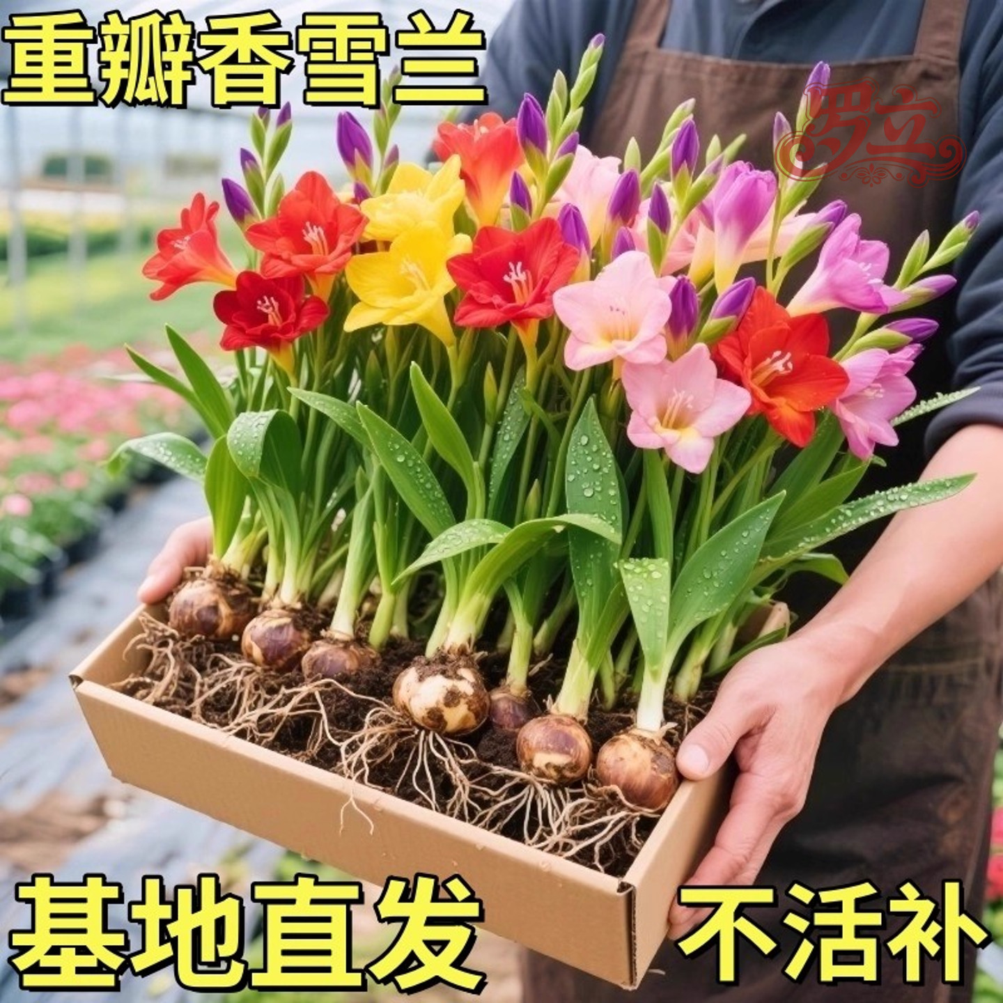 进口香雪兰种球小苍兰盆栽带花苞室内外四季播种卉绿植物好养重瓣,鲜花速递/花卉仿真/绿植园艺,红掌/凤梨/温室花卉,淘宝优惠券,粉丝福利购,淘宝优惠卷