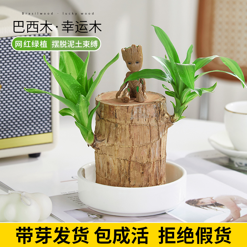 水养巴西木幸运开花格鲁特