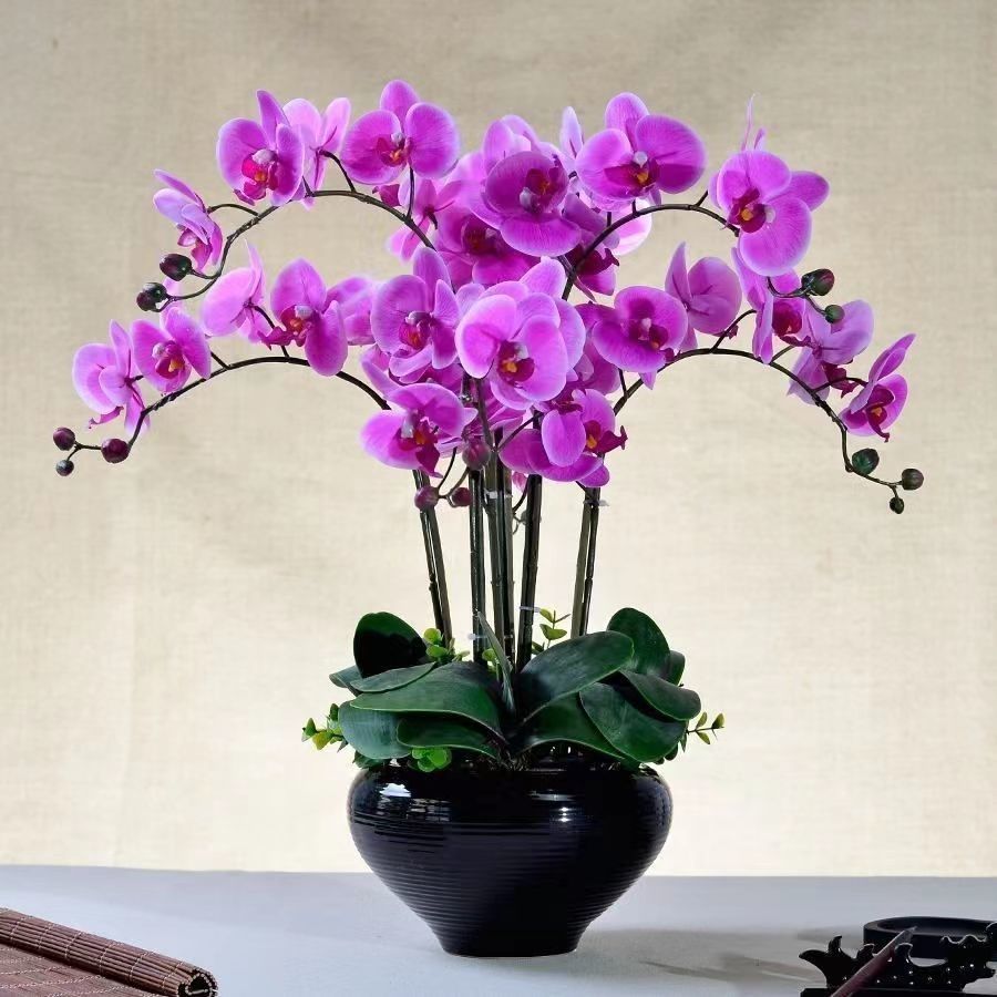 蝴蝶兰花苗带剑苞盆栽大客