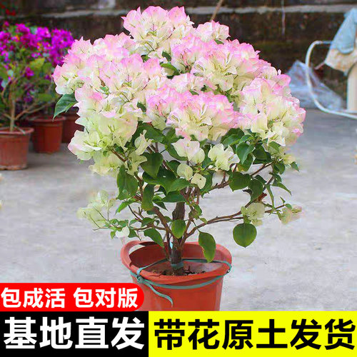 重瓣三角梅盆栽带花老桩四