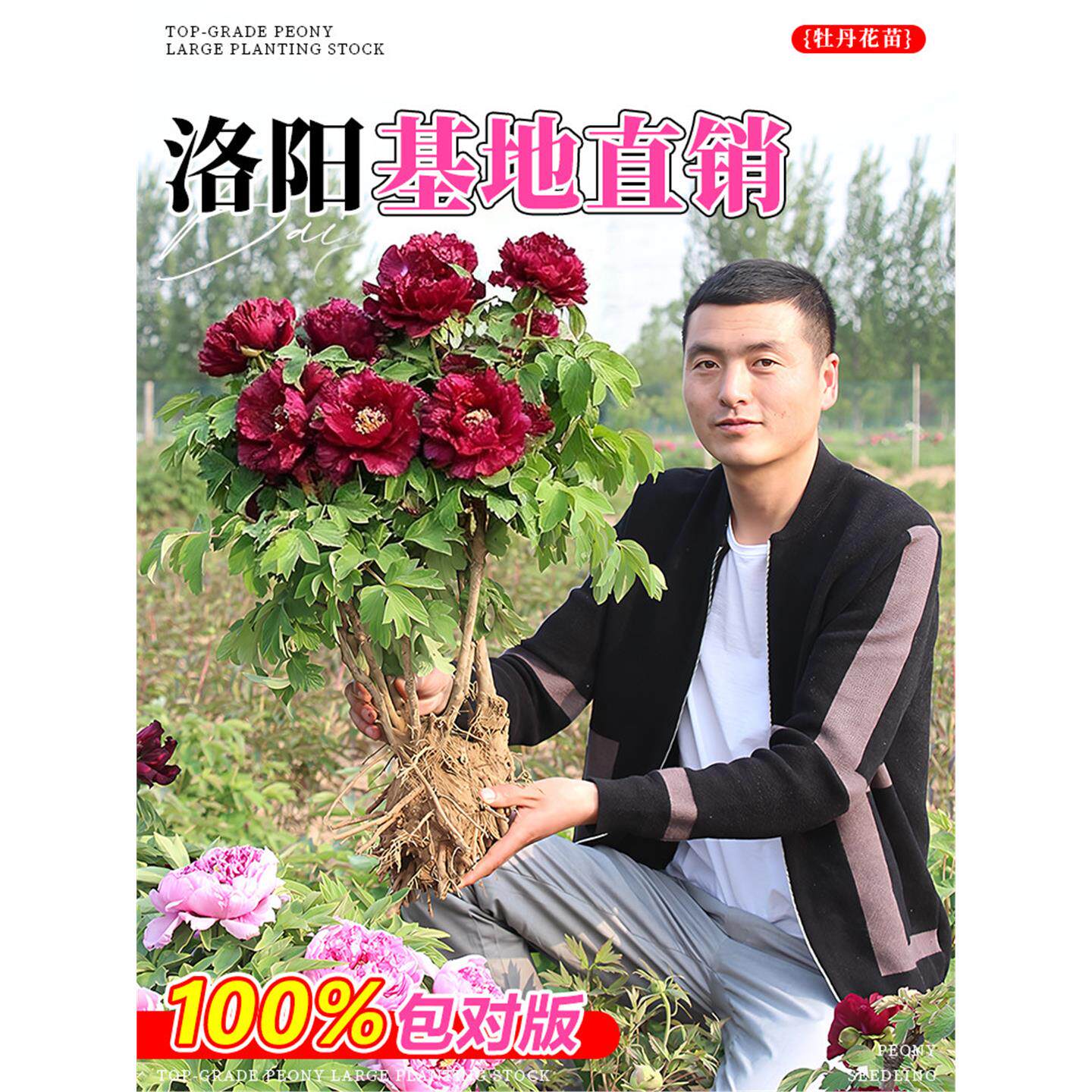 牡丹花老桩独杆盆景造精品型缠枝重瓣庭院盆栽多年生大苗易开花