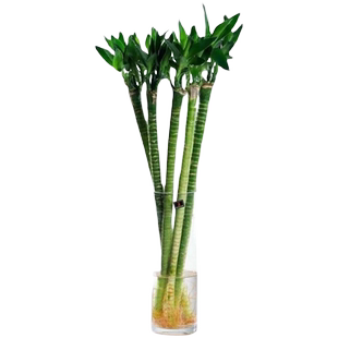 龙竹带根富贵竹植物水养水培粗杆花瓶盆栽专用水竹土养招财节节高