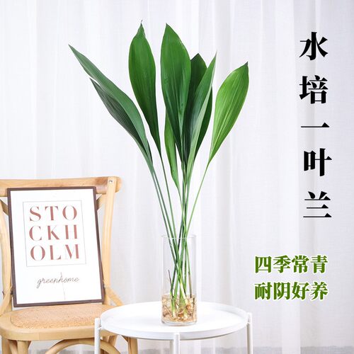 水培一叶兰绿植室内盆栽四
