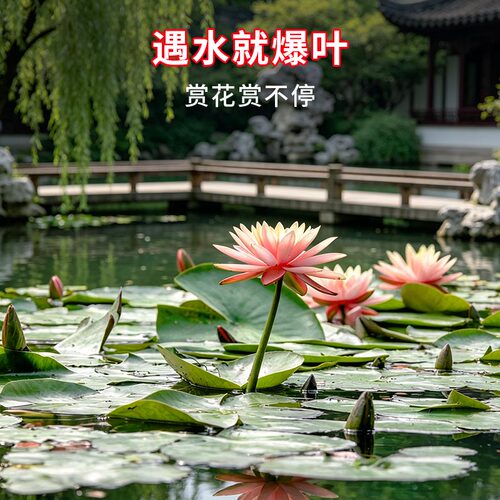 睡莲根块水培花卉池塘小河水缸夏季开花室外盆栽易种水养花卉植物