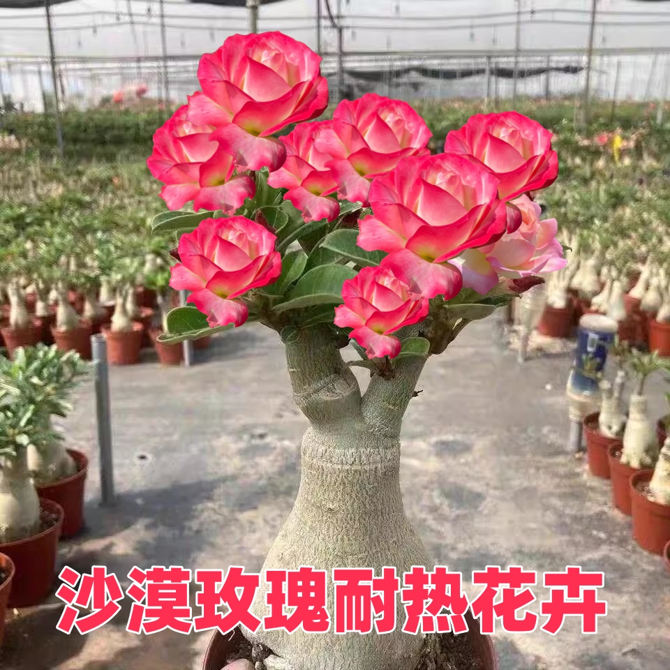 重瓣沙漠玫瑰花苗盆栽四季