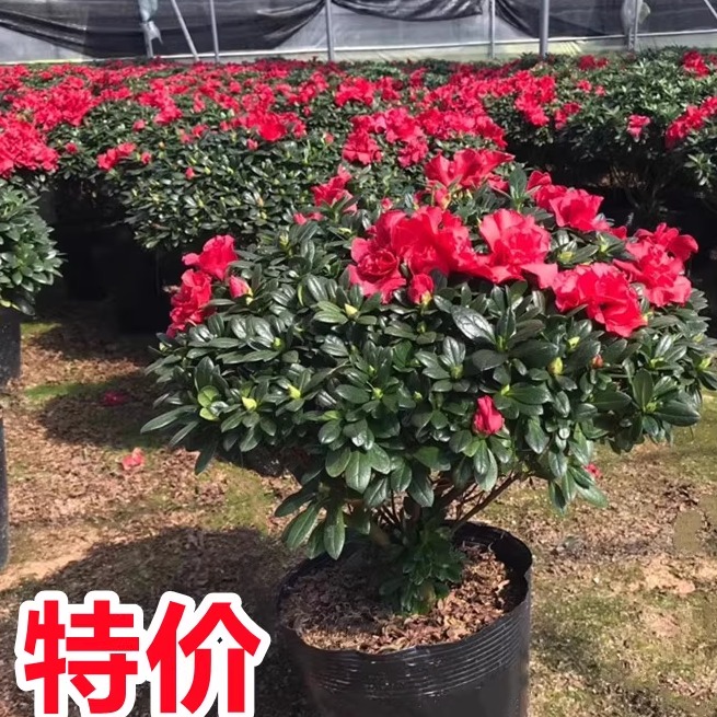 杜鹃花盆栽映山红苗多季开