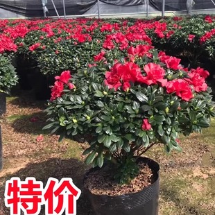 杜鹃花盆栽映山红花苗多季开花不断庭院阳台室内绿植易养花卉植物