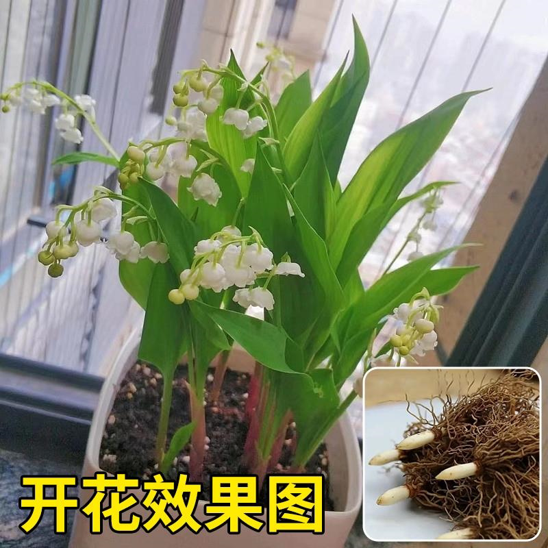 进口铃兰花苗懒人盆栽种球图片