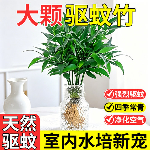 驱蚊竹柏水培植物室内好养盆栽水养竹子大颗老桩办公桌面水培绿植