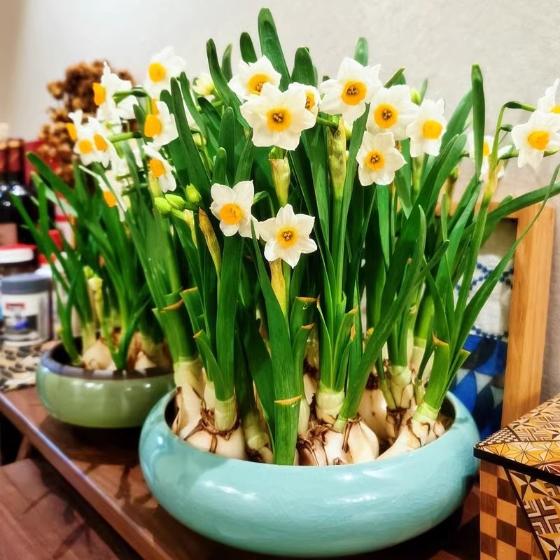漳州水仙花种球子特级养卉