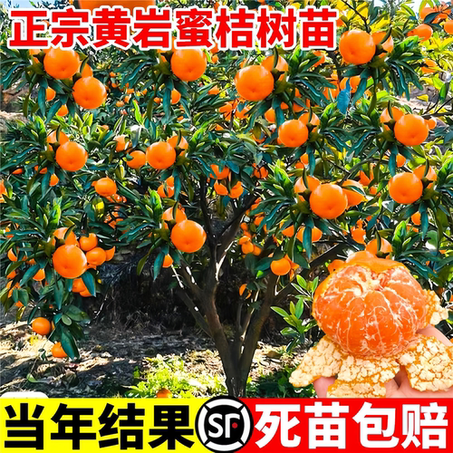 正宗黄岩无核蜜桔苗盆栽嫁