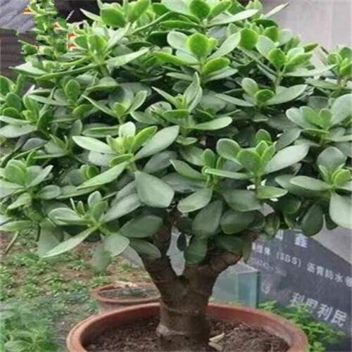 玉树盆栽老桩多肉植物新手