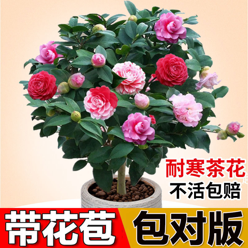 四季香妃茶花盆栽带苞五色赤