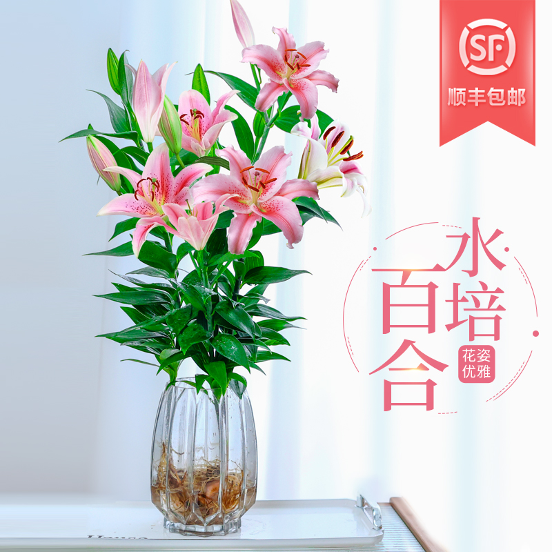 水培植物香水百合花盆栽带花苞室内办公室客厅好养花卉水培插花