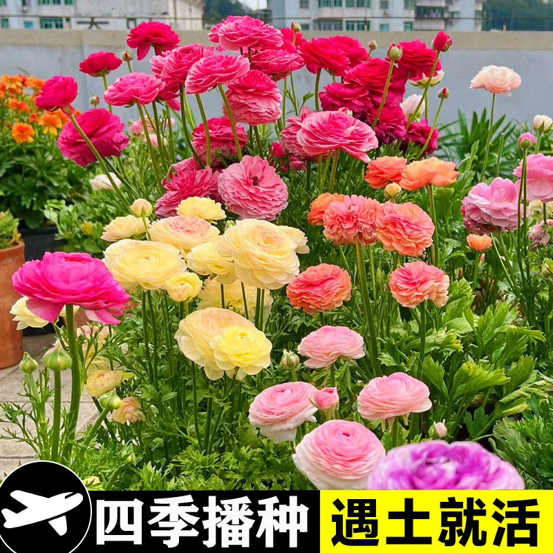 进口花毛茛种球四季开洋牡图片