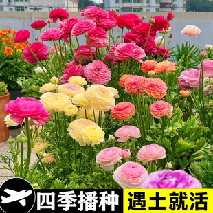 进口花毛茛种球四季开花洋牡丹花种子阳台花园花卉盆栽观花植物类