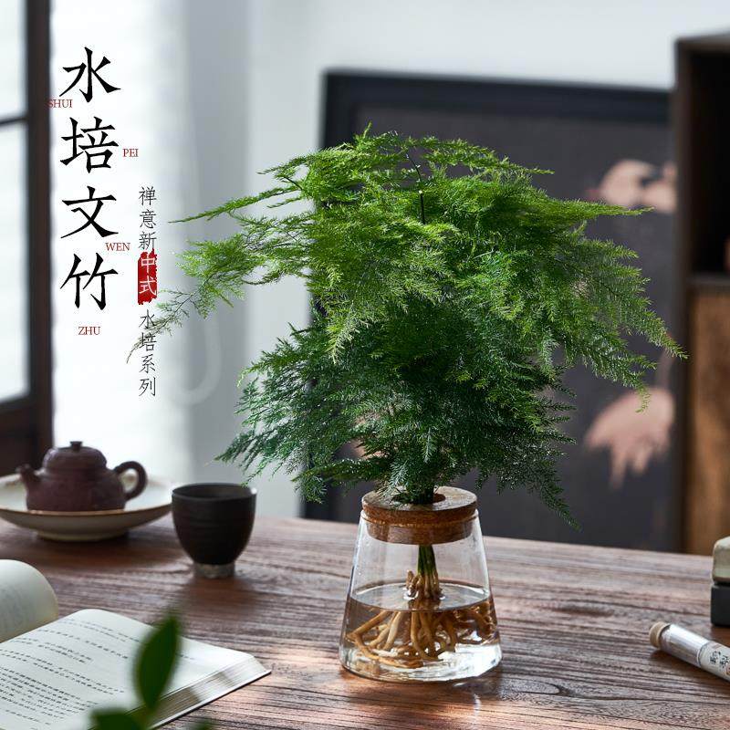 水培植物文竹盆栽室内好养客厅茶桌新中式植物摆件办公室桌面绿植,鲜花速递/花卉仿真/绿植园艺,时令草本花卉,淘宝优惠券,粉丝福利购,淘宝优惠卷
