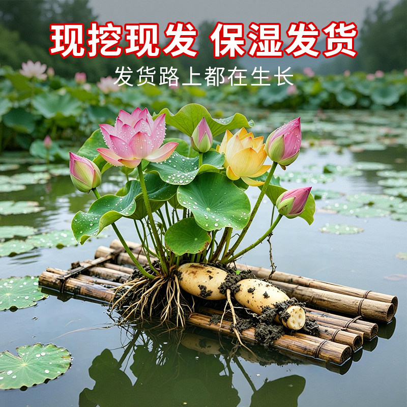 荷花种根苗盆栽水养观赏荷花种藕苗碗莲花种籽子水培植物室内好养