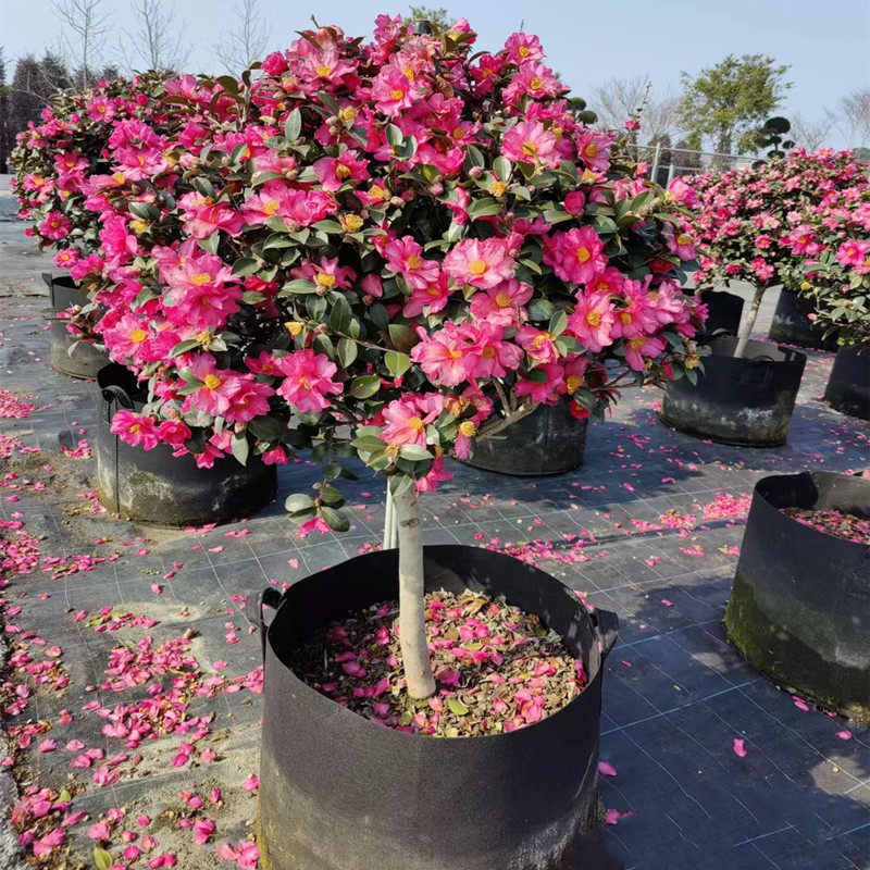 茶梅花球苗茶梅树苗庭院阳台室内外浓香耐寒花卉茶梅盆栽花带花苞