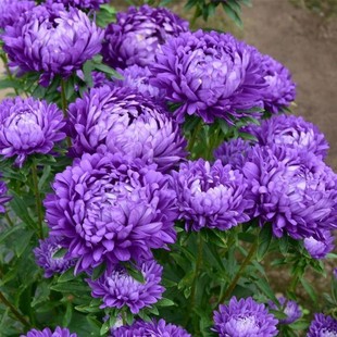 重瓣芍药花苗庭院花卉四季 开花易活室内盆栽植物观赏牡丹花带花苞