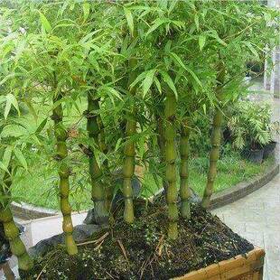 佛肚竹 罗汉竹 盆景室内盆栽 凤尾竹米竹龙竹盆栽  观赏竹子竹苗