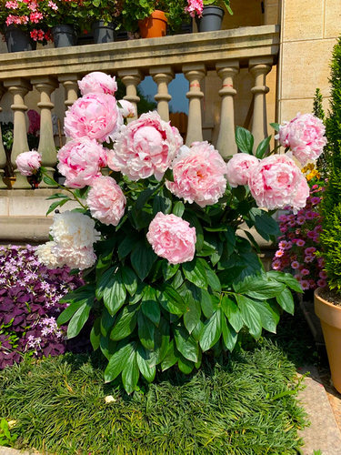 重瓣芍药花苗根带芽种耐寒四