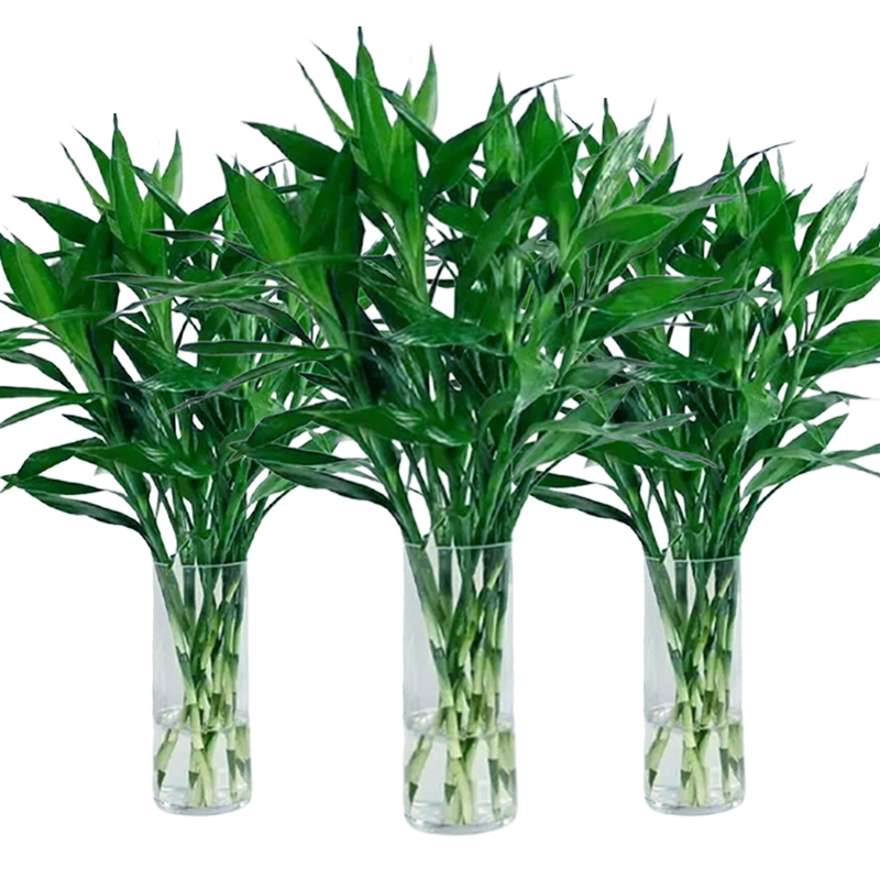富贵竹水培水养水竹节节高绿植物室内客厅盆栽带根鲜花绿萝发财树