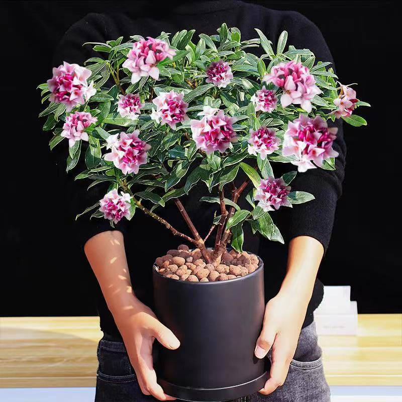 金边瑞香耐寒花卉观花植物室内带花浓香型观花盆栽四季室外包邮