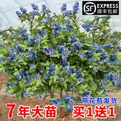 蓝莓苗盆栽树果北方南种植