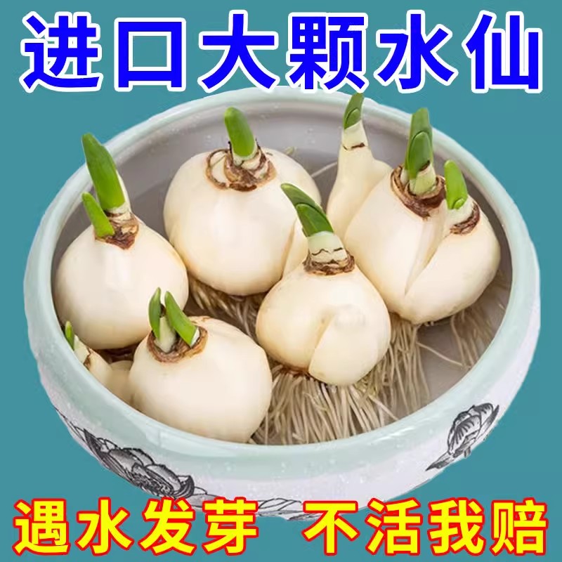 水仙花种球室内好养培漳州图片
