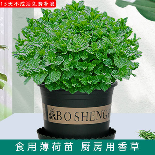 薄荷盆栽可食用水培植物留