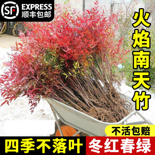 南天竹盆栽树苗火焰室内老
