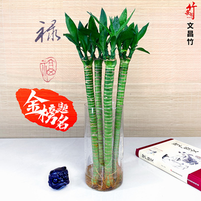 多头文昌竹4支带根龙水养
