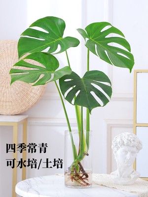 水培植物龟背竹盆栽老桩绿