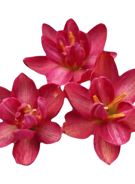 清香型四季开花重瓣风雨兰种四季