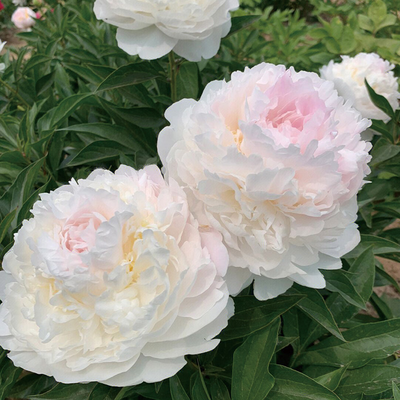 重瓣芍药花苗带芽种根冬季