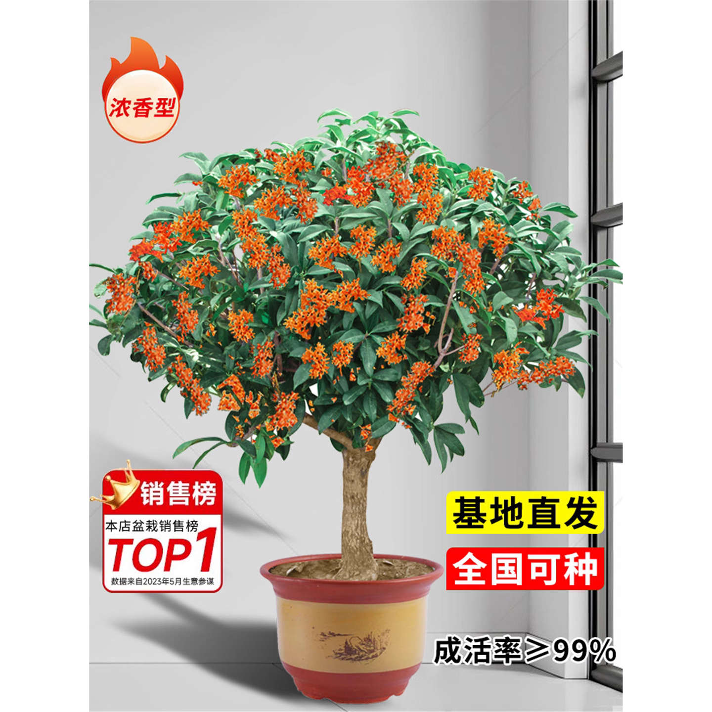 桂花树苗盆栽丹桂四季桂天香嫁接八月金桂庭院室内阳台日香桂开花