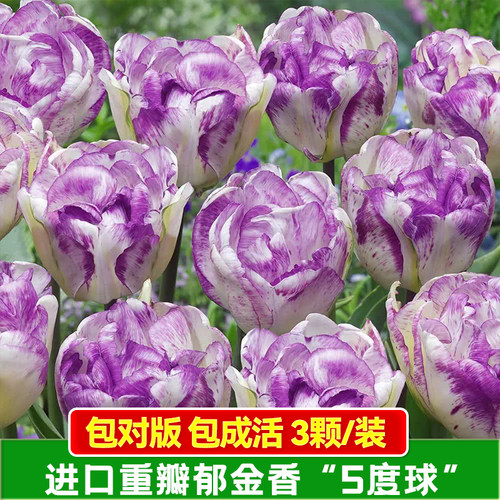 进口重瓣雪梨公主郁金香种球