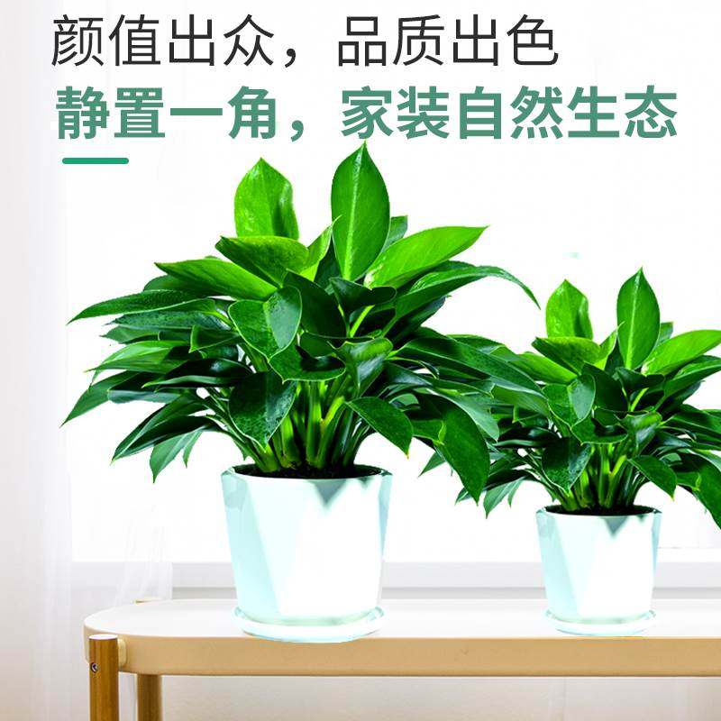 大叶金钻盆栽绿萝箩水培绿公主植物室内多肉四季好养花卉,鲜花速递/花卉仿真/绿植园艺,红掌/凤梨/温室花卉,淘宝优惠券,粉丝福利购,淘宝优惠卷