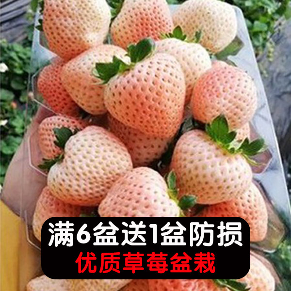 草莓苗盆栽带盆带土奶油桃熏红颜南北方露天秧阳台种小七草莓苗子