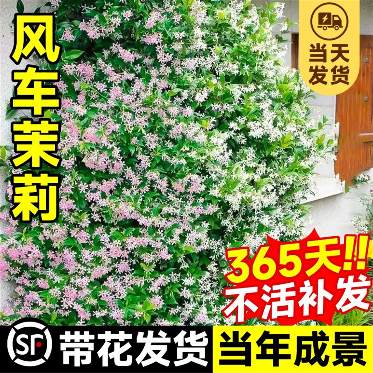 粉色风车茉莉爬藤植物盆栽络石藤蔓垂丝花卉室外阳台庭院多季开花