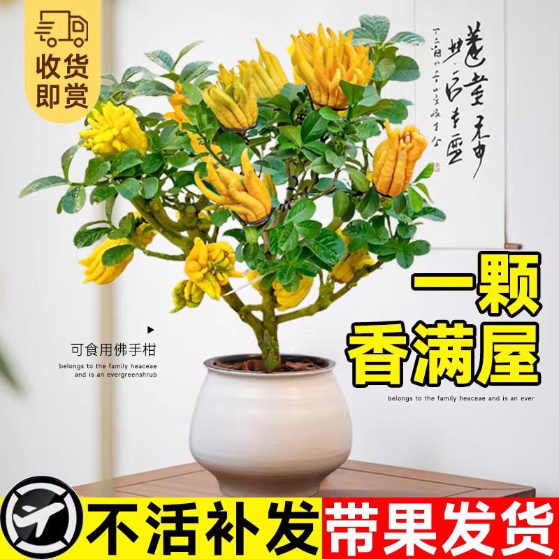 佛手柑树苗盆栽带果室内阳