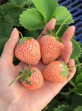 淡雪 草莓苗橙色草莓 新品种 脱毒草莓苗盆栽穴盘苗 裸根苗 南方
