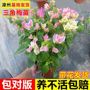 漳红樱三角梅盆栽老桩重瓣多季开花卉耐寒耐冻好养庭院室内外绿樱