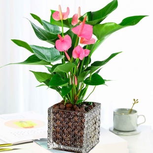 水培红掌绿萝 新品 室内盆栽植物 粉掌苗带花 土培发财树 绿植