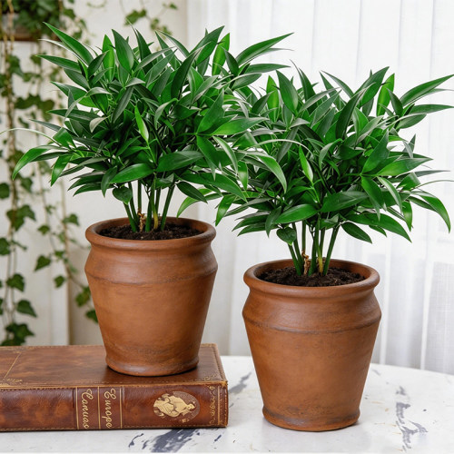 竹柏驱蚊竹水培植物室内客厅水养绿植花卉盆栽办公室桌面四季好养